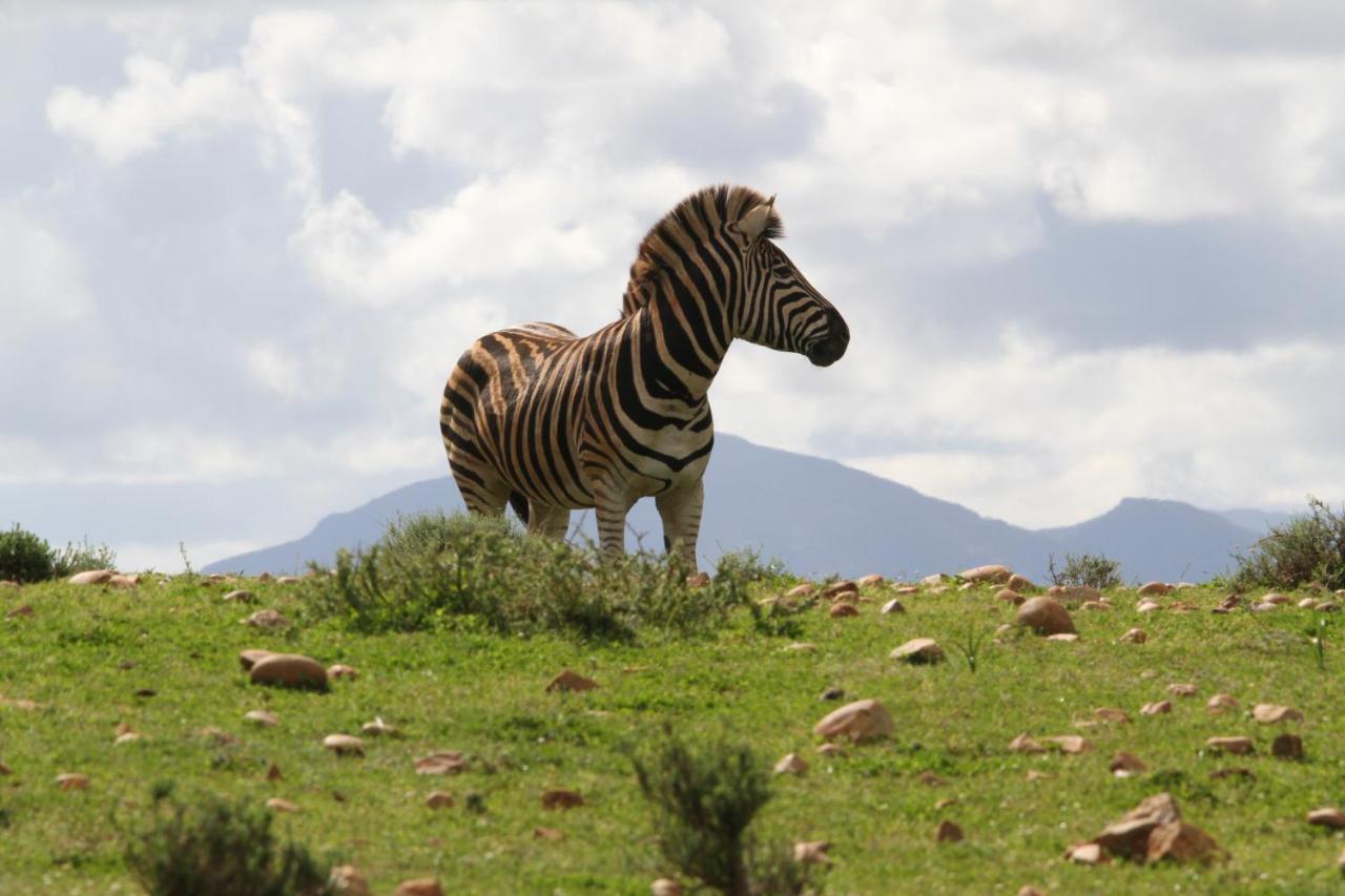 Indalu Game Reserve Boggomsbaai Exterior foto