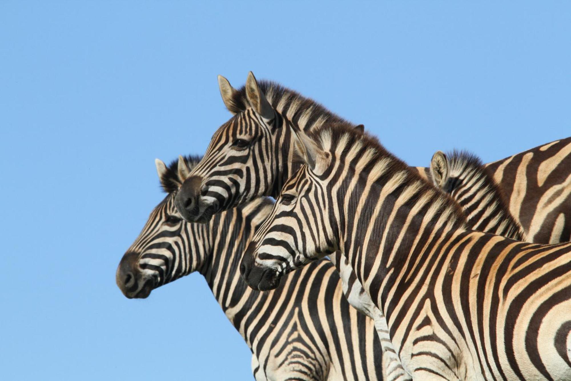 Indalu Game Reserve Boggomsbaai Exterior foto